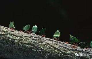 炸裂吃瓜小故事,一场爆笑的瓜界风云录