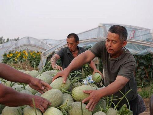 村花吃瓜,揭秘娱乐圈背后的秘密与八卦