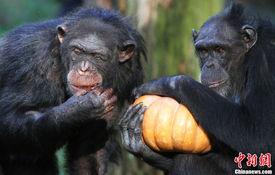 黑猩猩吃瓜图片,揭秘灵长类动物的天然喜好