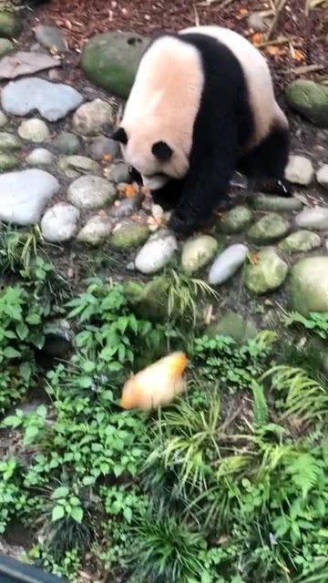 熊猫吃小鬼的瓜