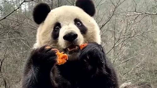 熊猫吃小鬼的瓜