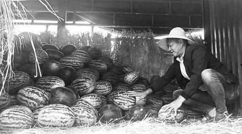 宁河吃瓜群众事件始末,一场网络舆论的风暴与反思