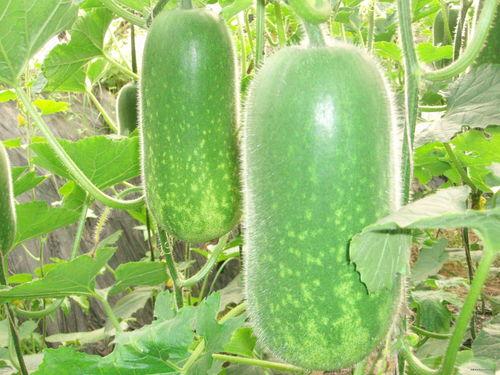 11112118吃瓜,一场吃瓜群众的狂欢盛宴